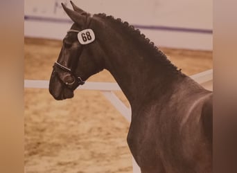 Koń hanowerski, Ogier, 3 lat, 170 cm, Siwa