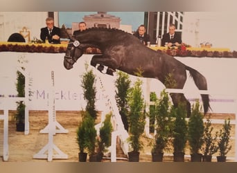 Koń hanowerski, Ogier, 3 lat, 170 cm, Siwa