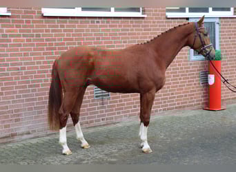 Koń hanowerski, Ogier, 3 lat, 172 cm, Ciemnokasztanowata