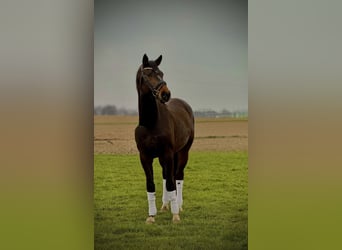 Koń hanowerski, Ogier, 3 lat, 172 cm, Gniada