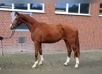 Koń hanowerski, Ogier, 3 lat, 174 cm, Kasztanowata