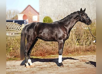 Koń hanowerski, Ogier, 3 lat, 175 cm, Kara