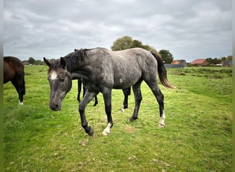 Koń hanowerski, Ogier, 3 lat, 175 cm, Siwa