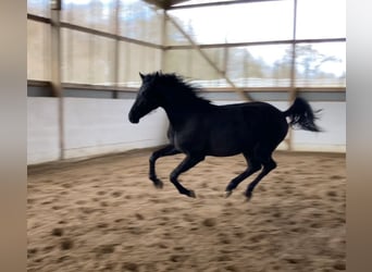 Koń hanowerski, Ogier, 3 lat, Kara