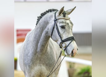 Koń hanowerski, Ogier, 3 lat, Siwa