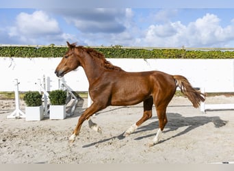 Koń hanowerski, Ogier, 4 lat, 162 cm