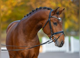 Koń hanowerski, Ogier, 4 lat, 163 cm, Gniada