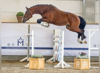 Koń hanowerski, Ogier, 4 lat, 163 cm, Gniada