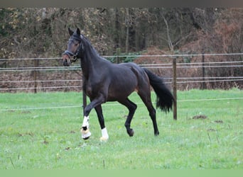 Koń hanowerski, Ogier, 4 lat, 165 cm, Ciemnogniada