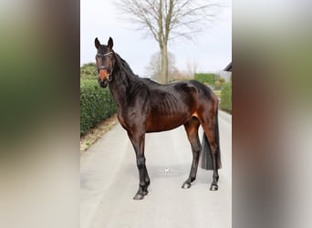 Koń hanowerski, Ogier, 4 lat, 165 cm, Skarogniada