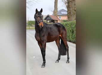 Koń hanowerski, Ogier, 4 lat, 165 cm, Skarogniada