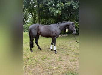 Koń hanowerski, Ogier, 4 lat, 167 cm, Kara