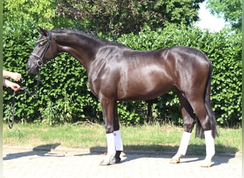 Koń hanowerski, Ogier, 4 lat, 167 cm, Kara