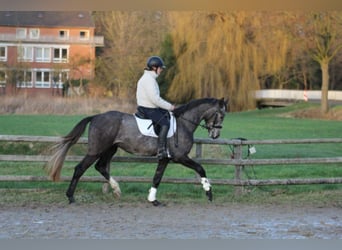 Koń hanowerski, Ogier, 4 lat, 167 cm, Siwa