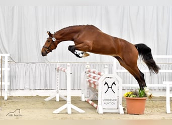 Koń hanowerski, Ogier, 4 lat, 168 cm, Jasnogniada