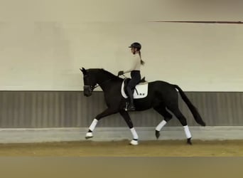Koń hanowerski, Ogier, 4 lat, 168 cm, Skarogniada