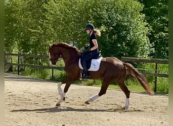 Koń hanowerski, Ogier, 4 lat, 170 cm, Kasztanowata