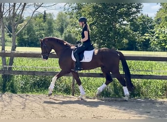 Koń hanowerski, Ogier, 4 lat, 170 cm, Kasztanowata