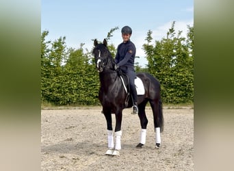 Koń hanowerski, Ogier, 4 lat, 171 cm, Kara