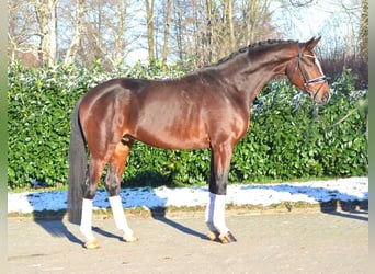 Koń hanowerski, Ogier, 4 lat, 172 cm, Gniada