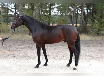 Koń hanowerski, Ogier, 4 lat, 175 cm, Ciemnogniada