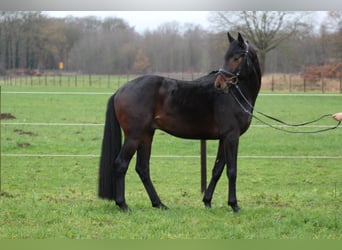 Koń hanowerski, Ogier, 5 lat, 165 cm, Ciemnogniada