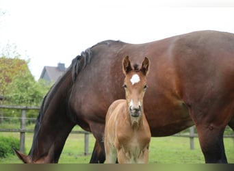 Koń hanowerski, Ogier, 5 lat, 170 cm, Jasnogniada