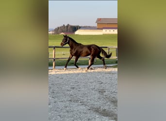 Koń hanowerski, Ogier, 5 lat, Ciemnogniada