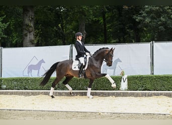 Koń hanowerski, Ogier, 6 lat, 169 cm, Ciemnogniada