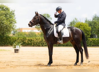 Koń hanowerski, Ogier, 7 lat, 175 cm, Gniada