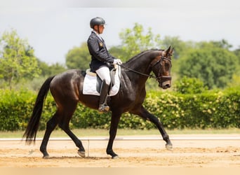 Koń hanowerski, Ogier, 7 lat, 175 cm, Gniada