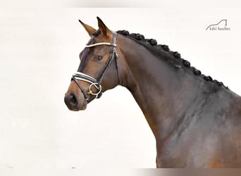 Koń hanowerski, Ogier, 5 lat, 170 cm, Ciemnogniada