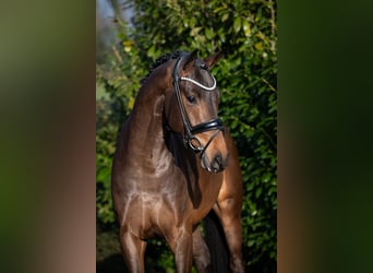 Koń hanowerski, Ogier, 3 lat, 167 cm, Ciemnogniada