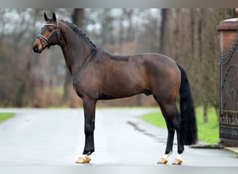 Koń hanowerski, Ogier, 9 lat, 168 cm, Ciemnogniada
