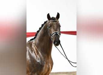 Koń hanowerski, Ogier, 4 lat, 168 cm, Ciemnokasztanowata