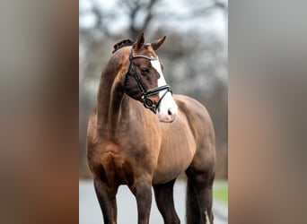 Koń hanowerski, Ogier, 19 lat, 171 cm, Ciemnokasztanowata