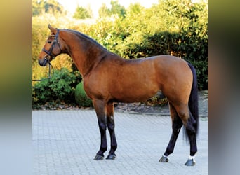 Koń hanowerski, Ogier, 19 lat, 171 cm, Gniada