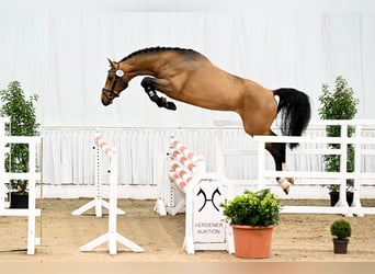 Koń hanowerski, Ogier, 4 lat, 170 cm, Gniada