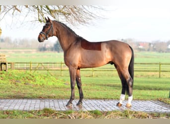 Koń hanowerski, Ogier, 8 lat, 171 cm, Gniada