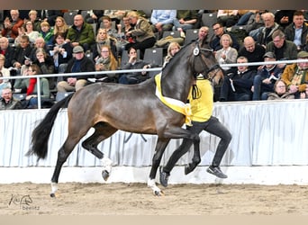 Koń hanowerski, Ogier, 2 lat, 170 cm, Gniada