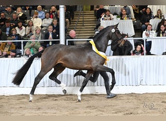 Koń hanowerski, Ogier, 2 lat, 170 cm, Gniada