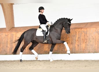 Koń hanowerski, Ogier, 9 lat, 172 cm, Kara