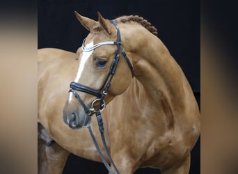 Koń hanowerski, Ogier, 5 lat, 166 cm, Kasztanowata