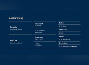 Koń hanowerski, Ogier, 8 lat, 173 cm, Kasztanowata