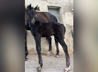 Koń hanowerski Mix, Ogier, Źrebak (03/2026), 110 cm, Może być siwy