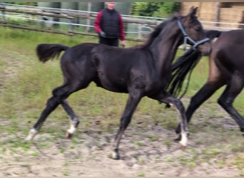 Koń hanowerski, Ogier, Źrebak (05/2025), 170 cm, Kara