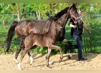 Koń hanowerski, Ogier, Źrebak (04/2026), 170 cm, Kara