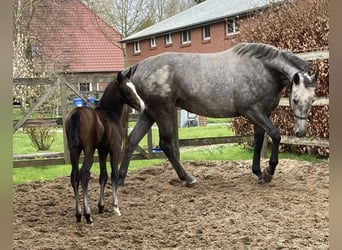Koń hanowerski, Ogier, Źrebak (03/2024), 170 cm, Może być siwy