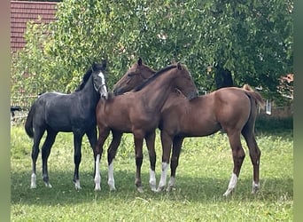 Koń hanowerski, Ogier, Źrebak (05/2025), 170 cm, Siwa Koń hanowerski, Ogier, Źrebak (05/2025), 170 cm, Siwa