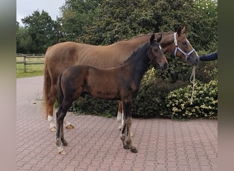 Koń hanowerski, Ogier, Źrebak (06/2026), 170 cm, Skarogniada